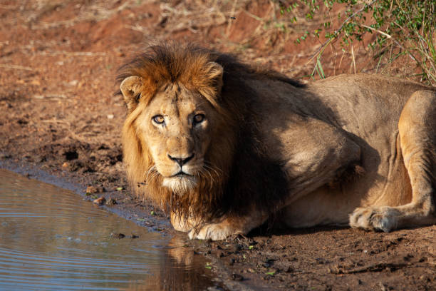 3,237 Lion Ears Stock Photos, Pictures & Royalty-Free Images - iStock 3,237 Lion Ears Stock Photos, Pictures & Royalty-Free Images - iStock