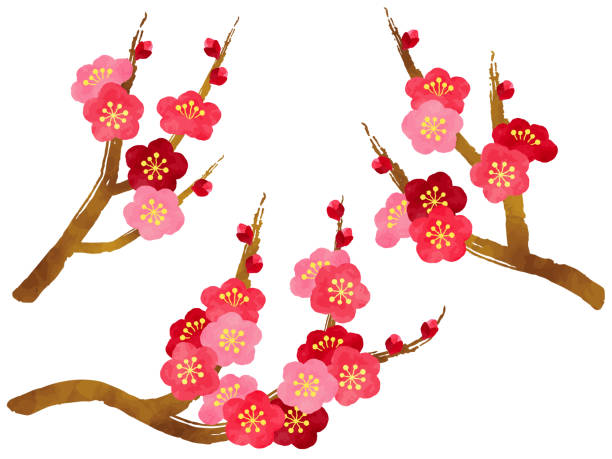 illustrazioni stock, clip art, cartoni animati e icone di tendenza di set di illustrazioni in stile acquerello di fiori di prugna, gemme e rami - vibrant color horizontal japan branch