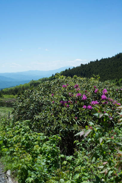 istock Roan Mountain landscape with rhododendron blooms 1280903113