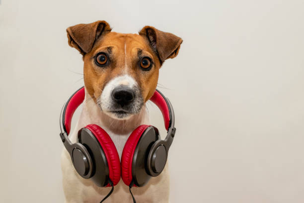 istock Dog with headphones. Cute jack russell terrier 1280903931