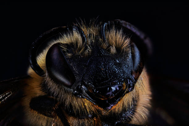 istock potrait of a honey bee 1280903936