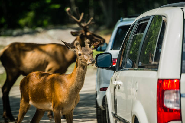 Roaming elk in the Omega Park in Canada