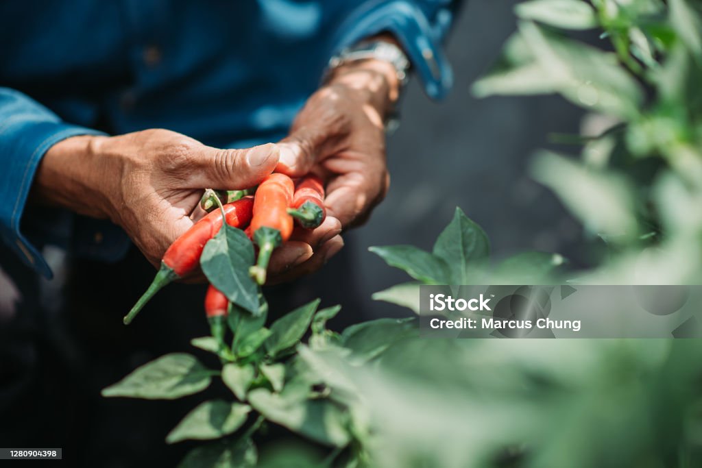 Close up of asian chinese mid adult male farmer both hand holding chilli farmer harvesting at chilli field Sustainable Lifestyle Stock Photo
