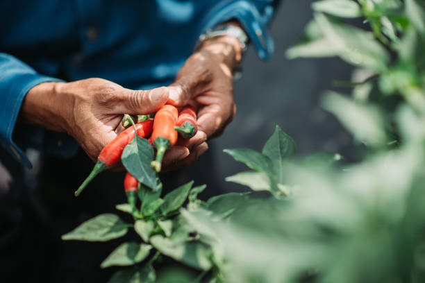 Close up of asian chinese mid adult male farmer both hand holding chilli farmer harvesting at chilli field agricultural activity stock pictures, royalty-free photos & images