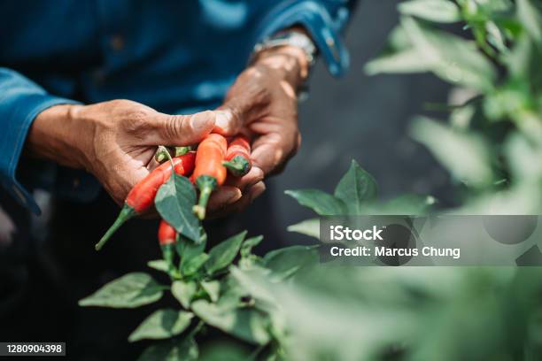 Close Up Of Asian Chinese Mid Adult Male Farmer Both Hand Holding Chilli Stock Photo - Download Image Now