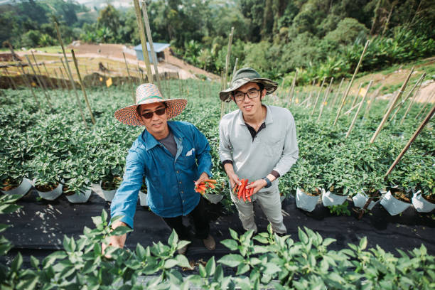 Asian chinese mid adult male farmer family harvesting chilli at chilli field wide shot of father and son looking at camera with hand holding chilli long sleeved recreational pursuit horizontal looking at camera stock pictures, royalty-free photos & images