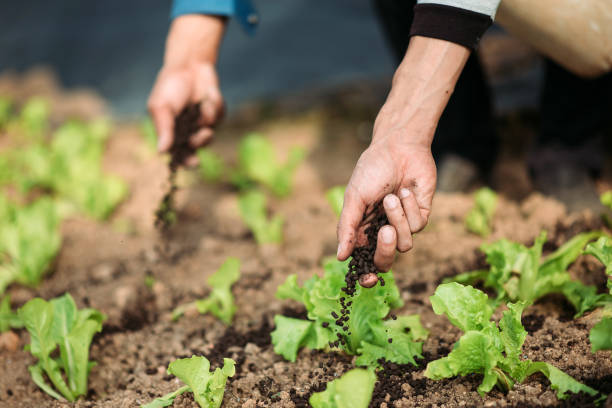 asiático chino medio adulto hombre agricultor mano dando fertilizante a las plantas verdes - humus soil fotografías e imágenes de stock