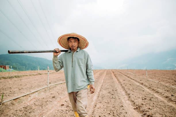 Asian male farmer holding garden hoe on shoulder at soil fields farmer walking and looking at camera long sleeved recreational pursuit horizontal looking at camera stock pictures, royalty-free photos & images