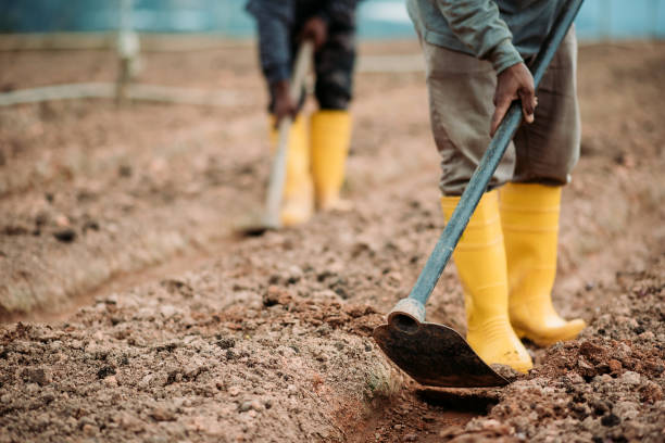 istock Asian male farmers use garden hoe digging the soil fields 1280905083