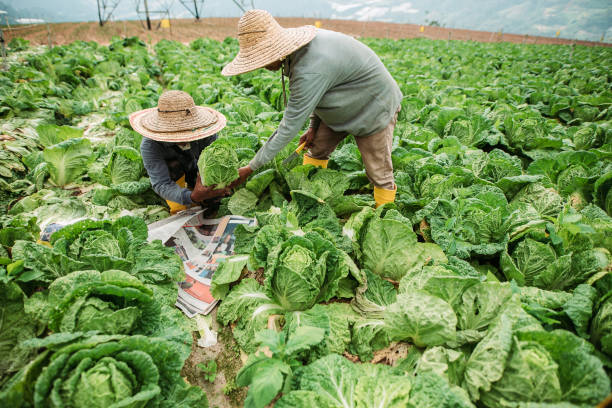 istock Asian male farmers packing cabbage with newspaper on fields 1280905148