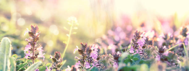 istock Purple flower, flowering beautiful spring meadow flowers 1280905236