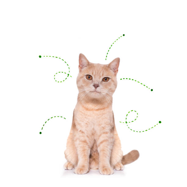 cat kitten   with fleas, ticks or insects