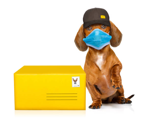 istock post delivery  dachshund  sausage dog 1280905399