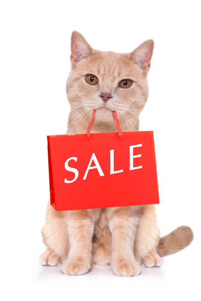 vendita shopping gatto - domestic cat bag shopping gift foto e immagini stock