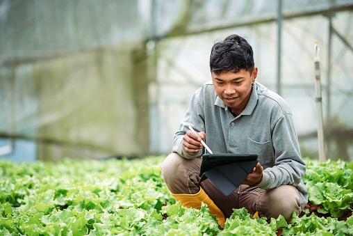 Smiling worker kneeling and using digital tablet while examining plants in greenhouse