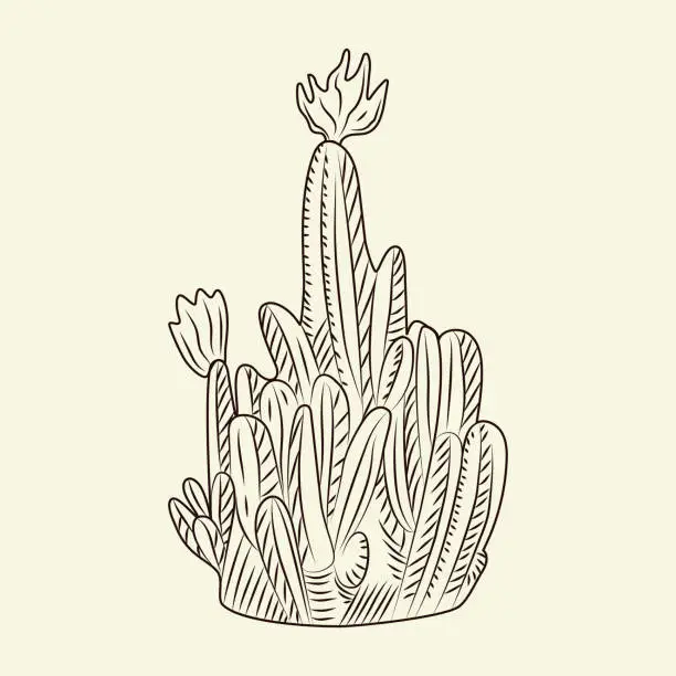 Vector illustration of Wild cacti sketch. Parodia cactus isolated on light background in hand drawn style.