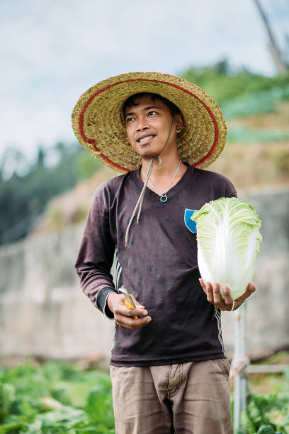 istock Asian male farmer hand holding freshly harvested cabbage on fields 1280906970