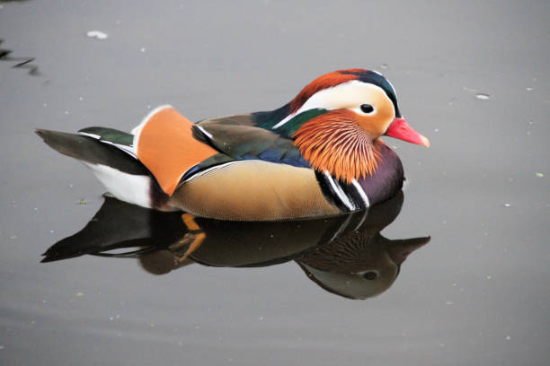 istock A close up of a Mandarin Duck 1280907214