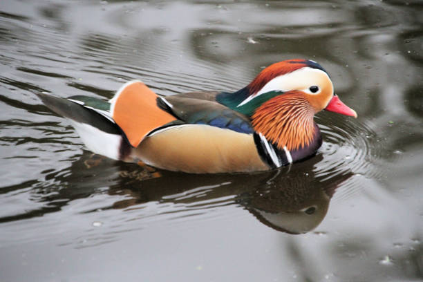 istock A close up of a Mandarin Duck 1280907235