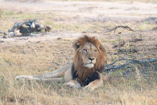 istock Male Lion Portrait 1280907255