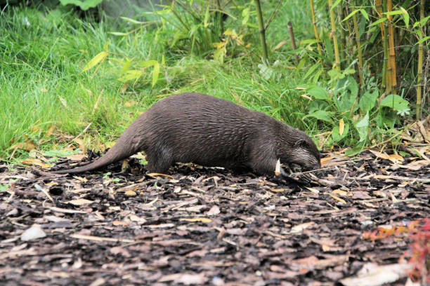 istock A close up of an Otter 1280907906