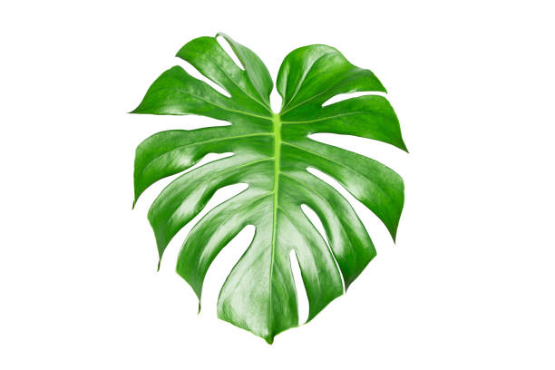 istock Monstera leaves isolated on white background with clipping path 1280908642