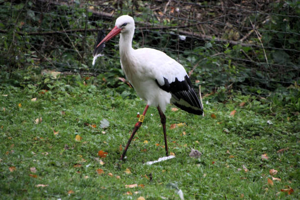 istock A close up of a White Stork 1280909294