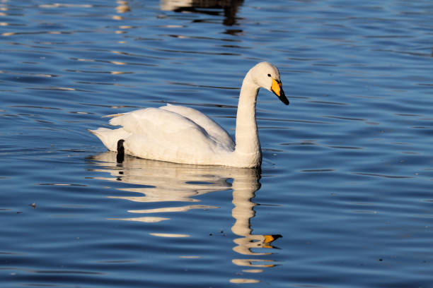 istock A view of a Whooper Swan on the water 1280909319