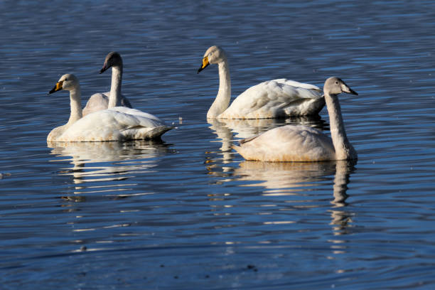 istock A view of a Whooper Swan on the water 1280909374