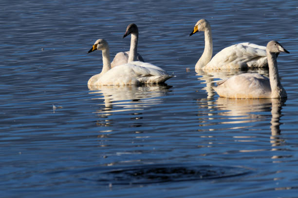 istock A view of a Whooper Swan on the water 1280909377