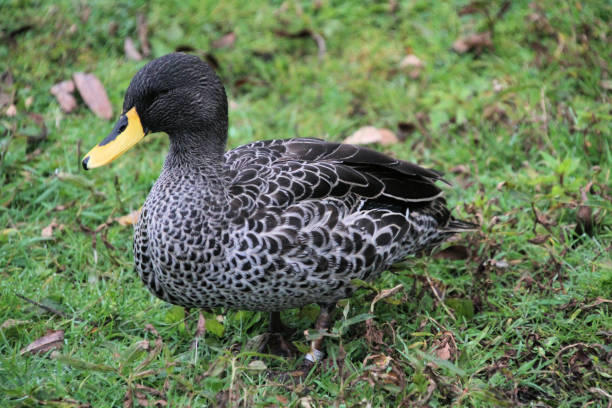 istock A view of a Yellow Billed Duck 1280909512