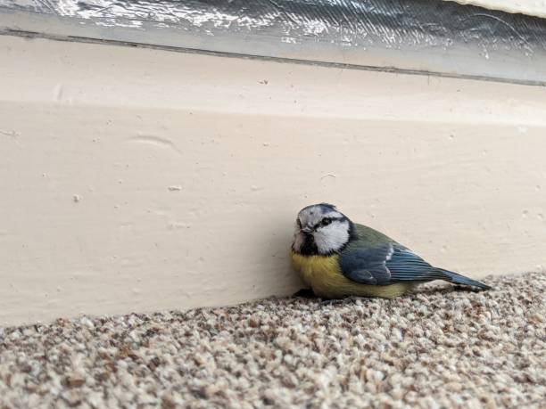 A wild Blue tit bird accidentally indoors