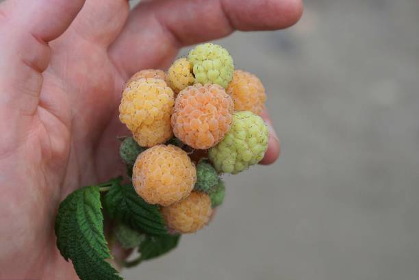 istock many on yellow raspberries on a green branch with leaves 1280910480