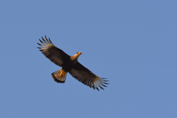Southern Caracara (Caracara plancus) in flight, gathering material for building its nest, seen in City of Buenos Aires, Argentina