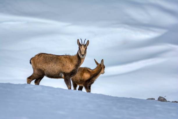 istock Chamois in the snow 1280912034