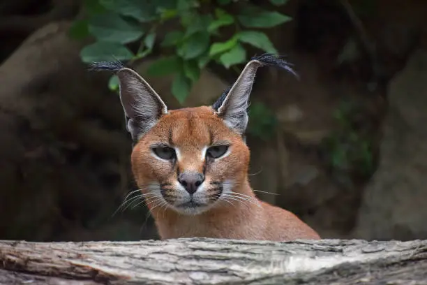 Close up front portrait of young female caracal looking at camera, high angle view