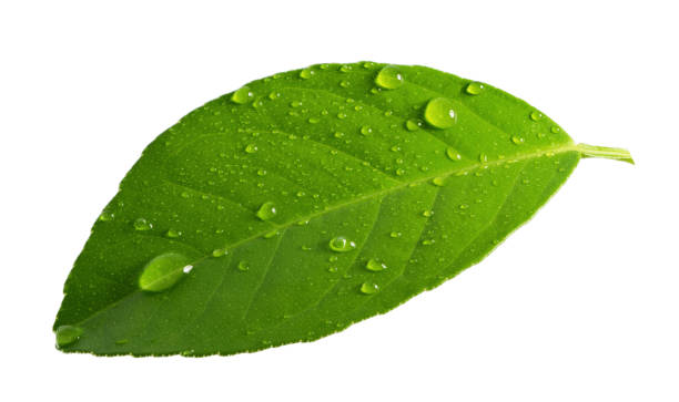 istock Citrus Lemon leaf with drops isolated on white background 1280914087