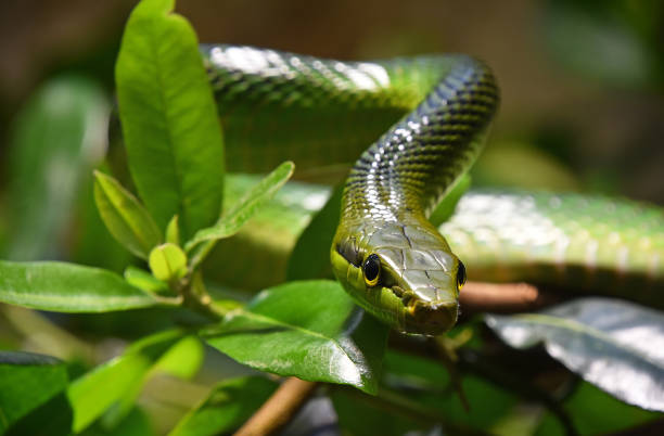 istock Red tailed green ratsnake in tree leaves 1280914312
