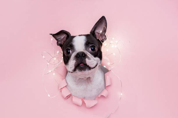 A happy and funny dog's face looks out through a hole in the pink paper with a garland on top. Creative. stock photo