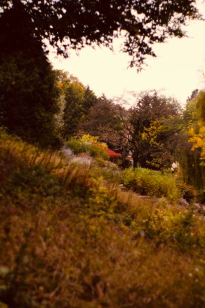 istock Autumn colours in the forest 1280915287