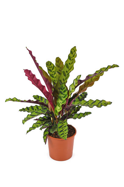 Full tropical 'Calathea Lancifolia' houseplant with exotic dot pattern in flower pot on white background Full tropical 'Calathea Lancifolia' houseplant, also called 'Rattlesnake Plant' with exotic dot pattern in flower pot isolated on white background calathea stock pictures, royalty-free photos & images