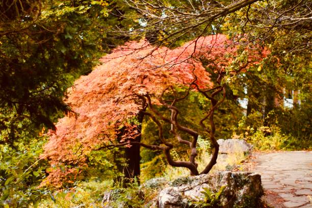 istock Japanese maple tree in strong red autumn colour 1280915387