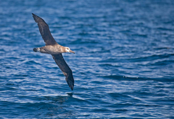istock Black-footed Albatross, Phoebastria nigripes gliding above the waves 1280915530