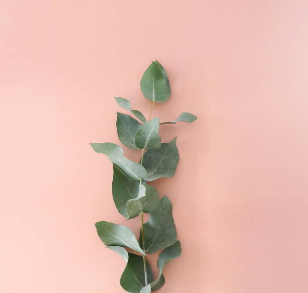 istock green eucalyptus leaf on pink background top view. Minimal floral card.flat lay, top view. poster 1280915534
