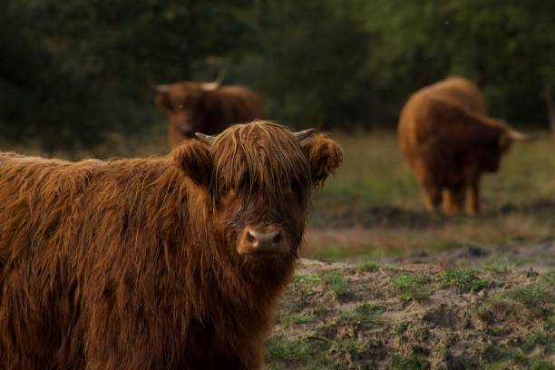 스코틀랜드 하이랜더 - young animal agriculture galloway highland cattle 뉴스 사진 이미지