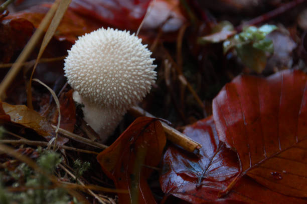 a mushroom Lycoperdon perlatum in the Forest