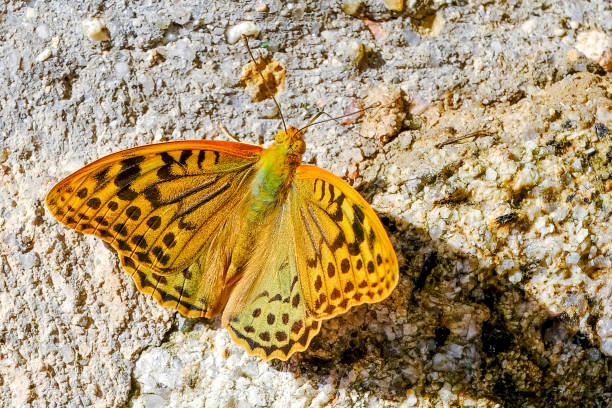 istock Pearly butterfly in the sun 1280916489