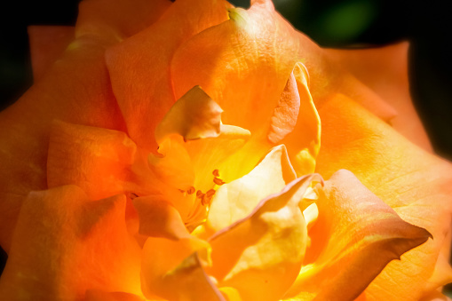 Close up shot of orange rose with sunbeam in the center