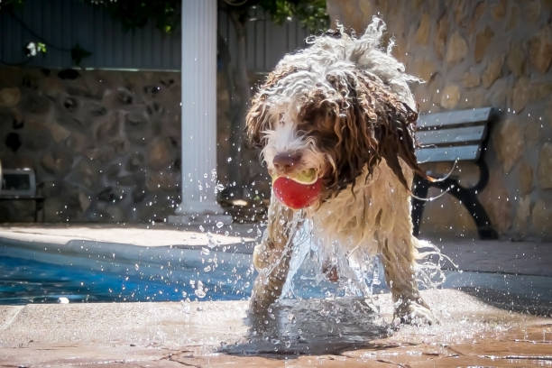 Spanish Water Dog coming out of the pool with a ball in his mouth