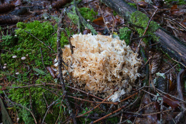 istock Cauliflower mushroom (Krause Glucke) closeup in the Black Forest 1280917431